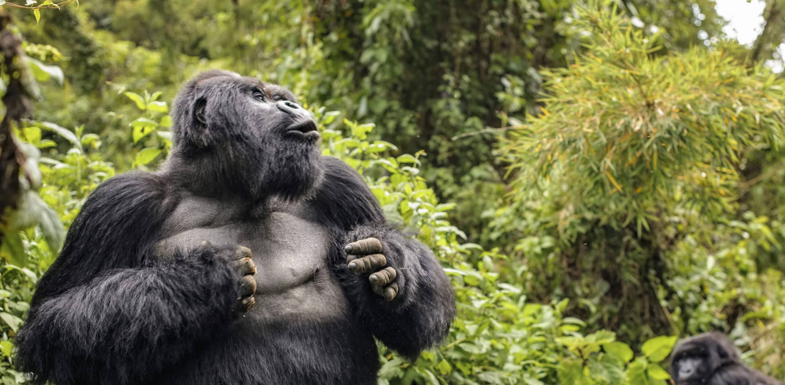 uganda to embrace digital solutions for gorilla tracking and wildlife conservation