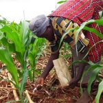 ugandas agriculture at risk due to inadequate fertilizer use