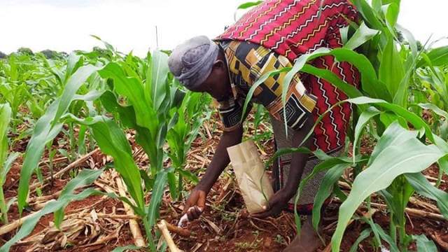 ugandas agriculture at risk due to inadequate fertilizer use