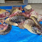 Eight Dead, Seventy-Eight Sick After Consuming Sea Turtle Meat in Tanzania