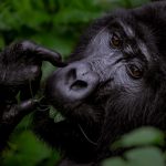 Gorilla X URA
