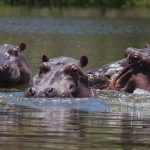 Hippos Katakwi