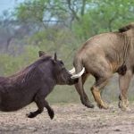 Lions Uganda