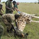 Calls for Increased Support to Rangers in Wildlife Conservation Efforts in Uganda