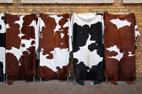 Raw hides and skins of cattle