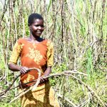 Sugar Cane Low Prices Uganda