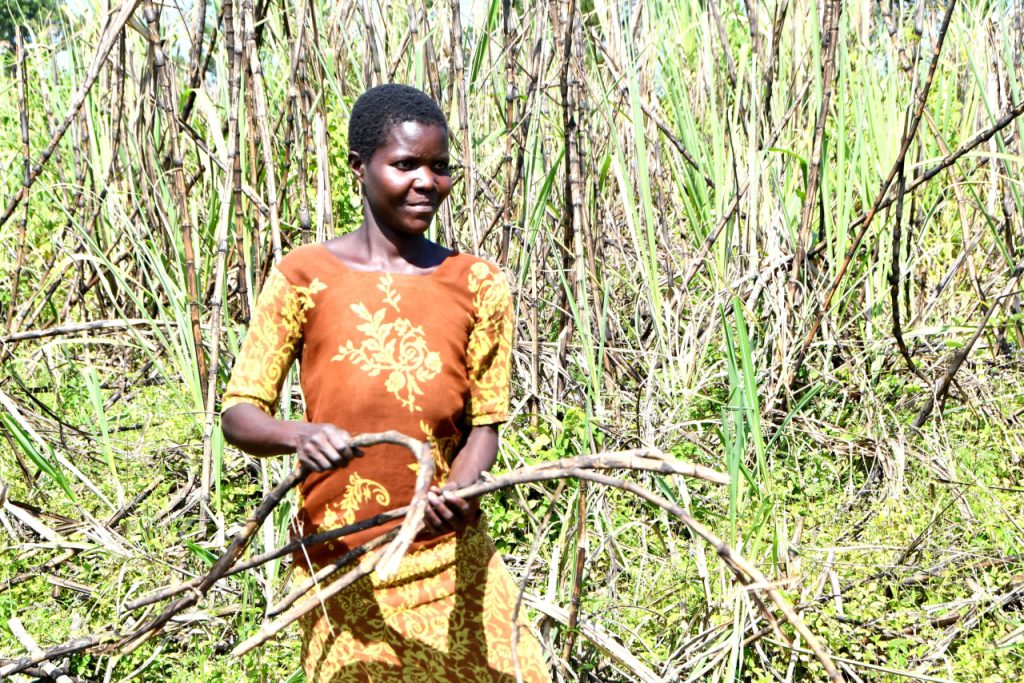 Sugar Cane Low Prices Uganda