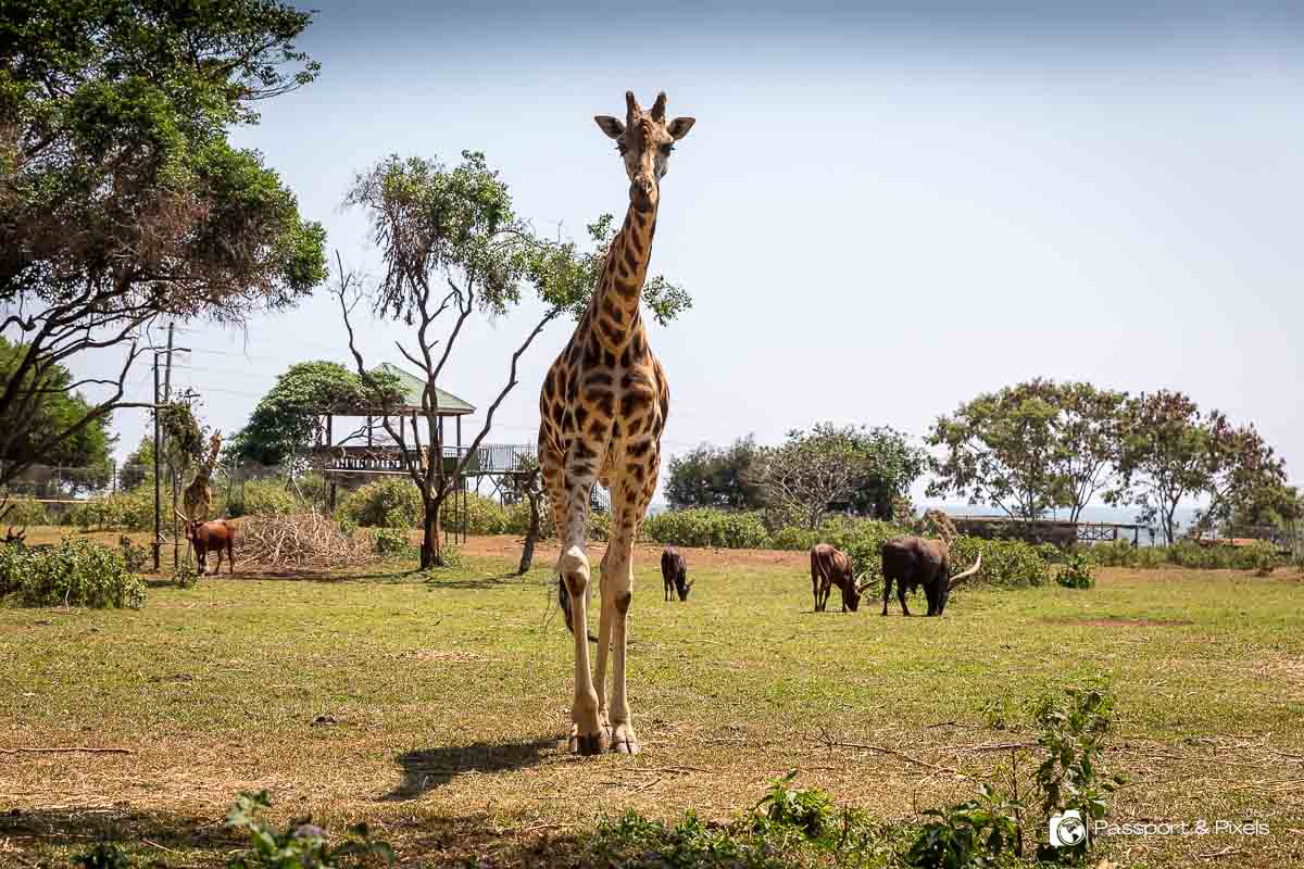 increased tourist traffic reported at uganda wildlife education centre