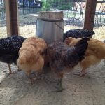 protest in busia as school transformed into chicken rearing unit
