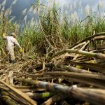 sugarcane farmers advocate for fair pricing based on production costs