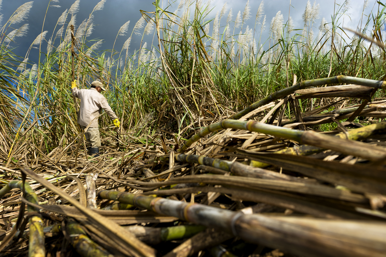 sugarcane farmers advocate for fair pricing based on production costs