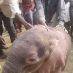 A rare picture of an elephant entering a house in n kasese