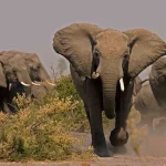 Buliisa Residents Demand Government Aid After Elephant Attacks
