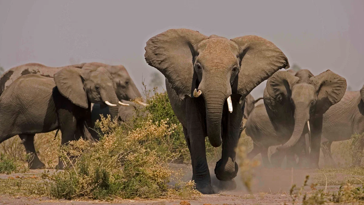 Buliisa Residents Demand Government Aid After Elephant Attacks