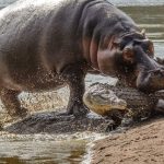 Fear Strikes Buikwe as Hippos Maul Fishermen to Death