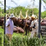 From Moo to Politics: Unpacking the Cattle Mentality in African Societies