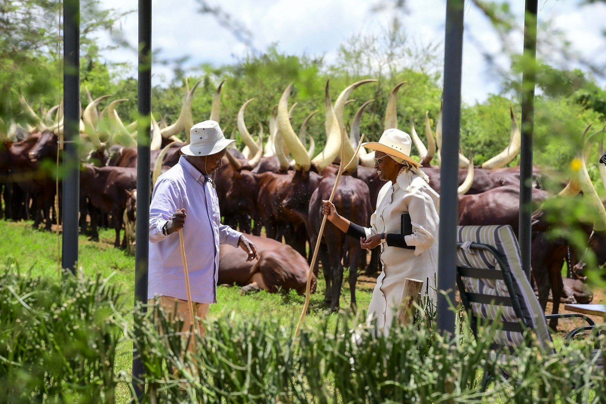 From Moo to Politics: Unpacking the Cattle Mentality in African Societies
