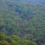 Mabira Forest is a dense rain forest found in the District of Buikwe, between Jinja and Lugazi