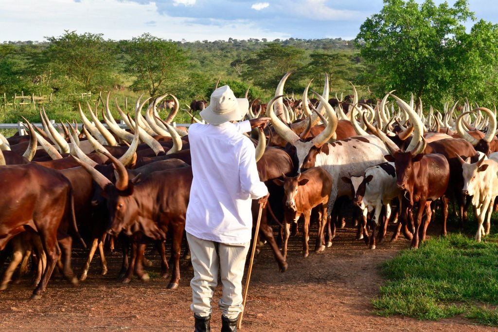 President Museveni at a Ranch in Gomba