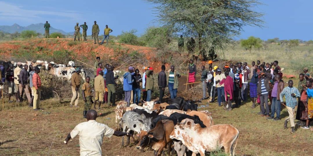 Security Forces Return Cattle to Karamoja Community