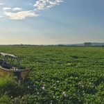Water Hyacinth Invasion Threatens Uganda's Fishing Economy