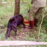 A swift response by the Territorial K9 Unit team in Sironko on May 10, 2024, effectively addressed a reported case of cattle theft. Mr. Mudebo Charles, the distressed owner, promptly alerted authorities to the incident, which occurred in Namba Me Village, Sironko District. Upon arrival at the scene, the K9 team, accompanied by their highly trained sniffer dog, Berlin, wasted no time. Berlin was directed to investigate a jacket found abandoned at the site. With remarkable precision, Berlin detected the scent of the elusive suspect. The pursuit led the team on a trail spanning approximately 1 kilometer, ultimately ending at the residence of a certain Mr. Kasinde. A thorough search of Kasinde's premises uncovered compelling evidence. Among the confiscated items was a panga knife, which bore traces of hair from the stolen cattle. Furthermore, officers discovered meat being smoked on the premises, suspected to be part of the loot from the theft. Upon interrogation, Mrs. Kasinde revealed that her husband had brought the meat home.