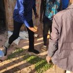 Kibaale Court Destroys Illegal Immature Coffee