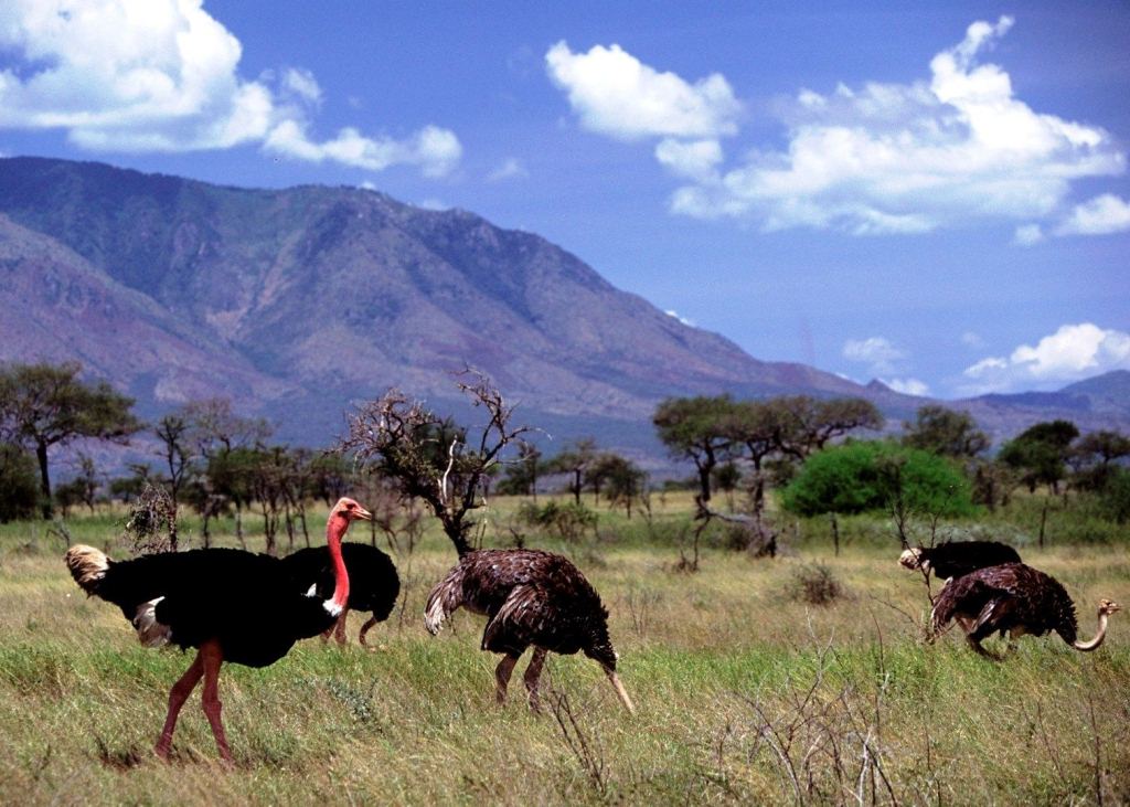 Museveni Orders Electric Fence Along Kidepo Border