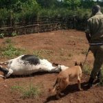 Uganda Police Dog Unit Shows Success with Over 5,000 Trackings
