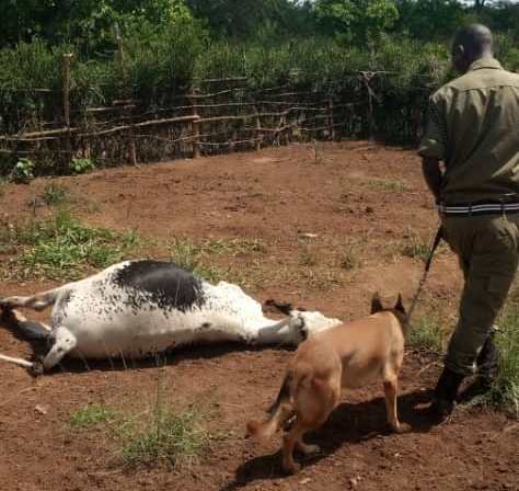 Uganda Police Dog Unit Shows Success with Over 5,000 Trackings