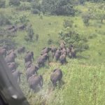 Kitgum Residents Relieved as Elephants Are Relocated