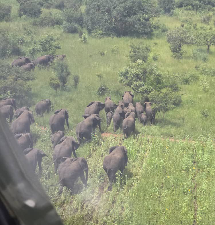 Kitgum Residents Relieved as Elephants Are Relocated