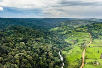 Kalangala District, with its 32 forest reserves, has not been faring well in the forest conservation department. Reports suggest that deforestation is rampant, with illegal timber harvesting seemingly protected by certain “invisible” officers.