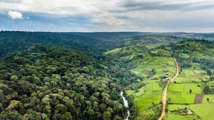 Kalangala District, with its 32 forest reserves, has not been faring well in the forest conservation department. Reports suggest that deforestation is rampant, with illegal timber harvesting seemingly protected by certain “invisible” officers.