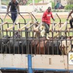 Muhoozi Donates 10 Cows for Buganda King's Coronation Party