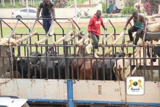 Muhoozi Donates 10 Cows for Buganda King's Coronation Party