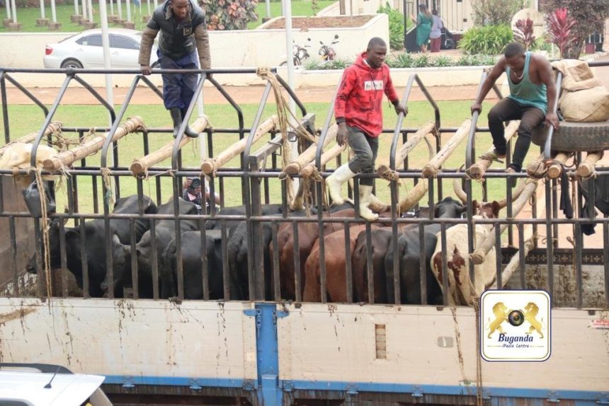 Muhoozi Donates 10 Cows for Buganda King's Coronation Party