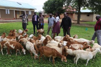 Quarantine Lifted: Bukedea Farmers Welcome Return of Livestock Trade