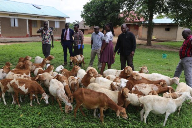 Quarantine Lifted: Bukedea Farmers Welcome Return of Livestock Trade