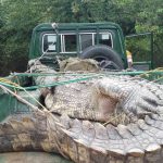 Giant 45 Year Old Crocodile Captured at Lake Albert Landing Site