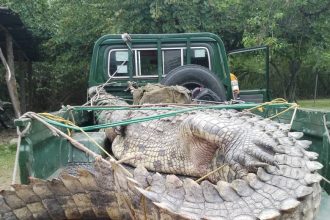 Giant 45 Year Old Crocodile Captured at Lake Albert Landing Site