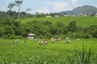 The capital-intensive nature of high-value tea production has made it unaffordable for many farmers, leading to reduced investments in tea cultivation.