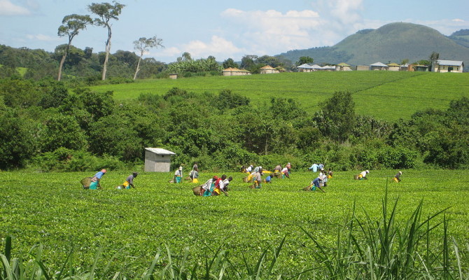 The capital-intensive nature of high-value tea production has made it unaffordable for many farmers, leading to reduced investments in tea cultivation.