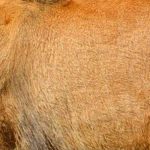 Kampala Businesswoman Denied Bail Over Illegal Possession of Lion Skin