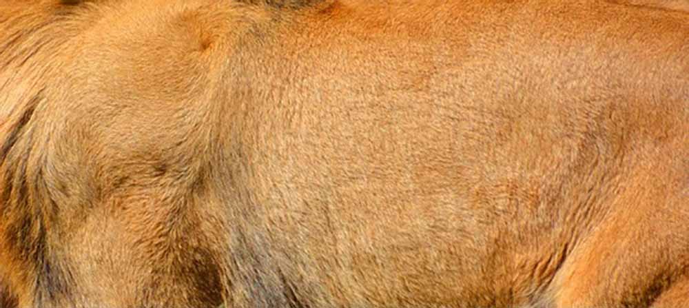 Kampala Businesswoman Denied Bail Over Illegal Possession of Lion Skin