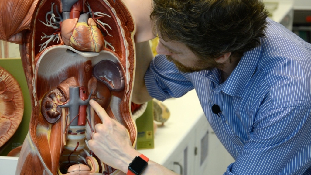 Taking care of your kidneys is crucial for overall health. Moderating your intake of pain relievers, salt, meat, sugar, alcohol, and avoiding smoking and sitting for too long can help protect these vital organs and prevent serious health issues.