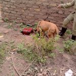 Moroto Murder Suspect Arrested After Canine Unit Leads Police to Crime Scene