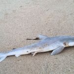 Sharks in Brazil Test Positive for High Levels of Cocaine