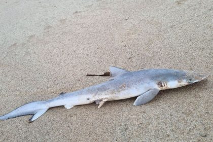 Sharks in Brazil Test Positive for High Levels of Cocaine