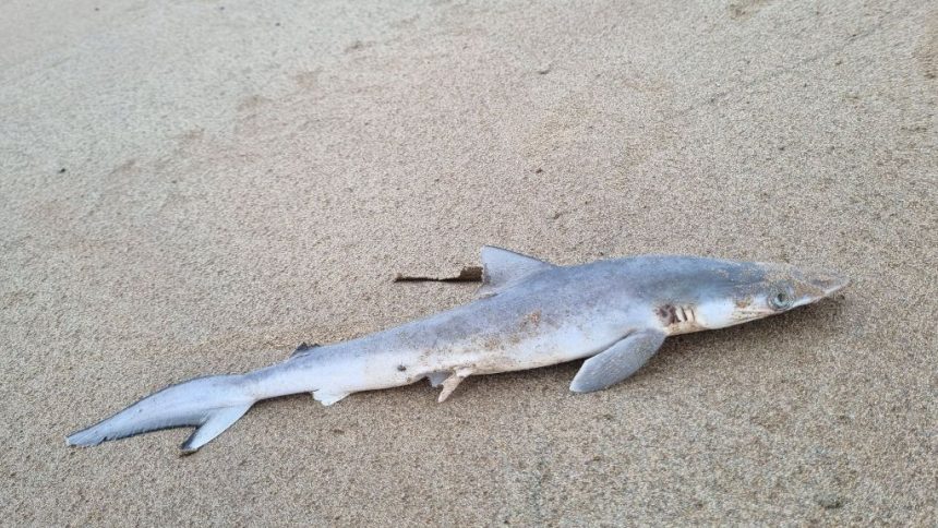 Sharks in Brazil Test Positive for High Levels of Cocaine